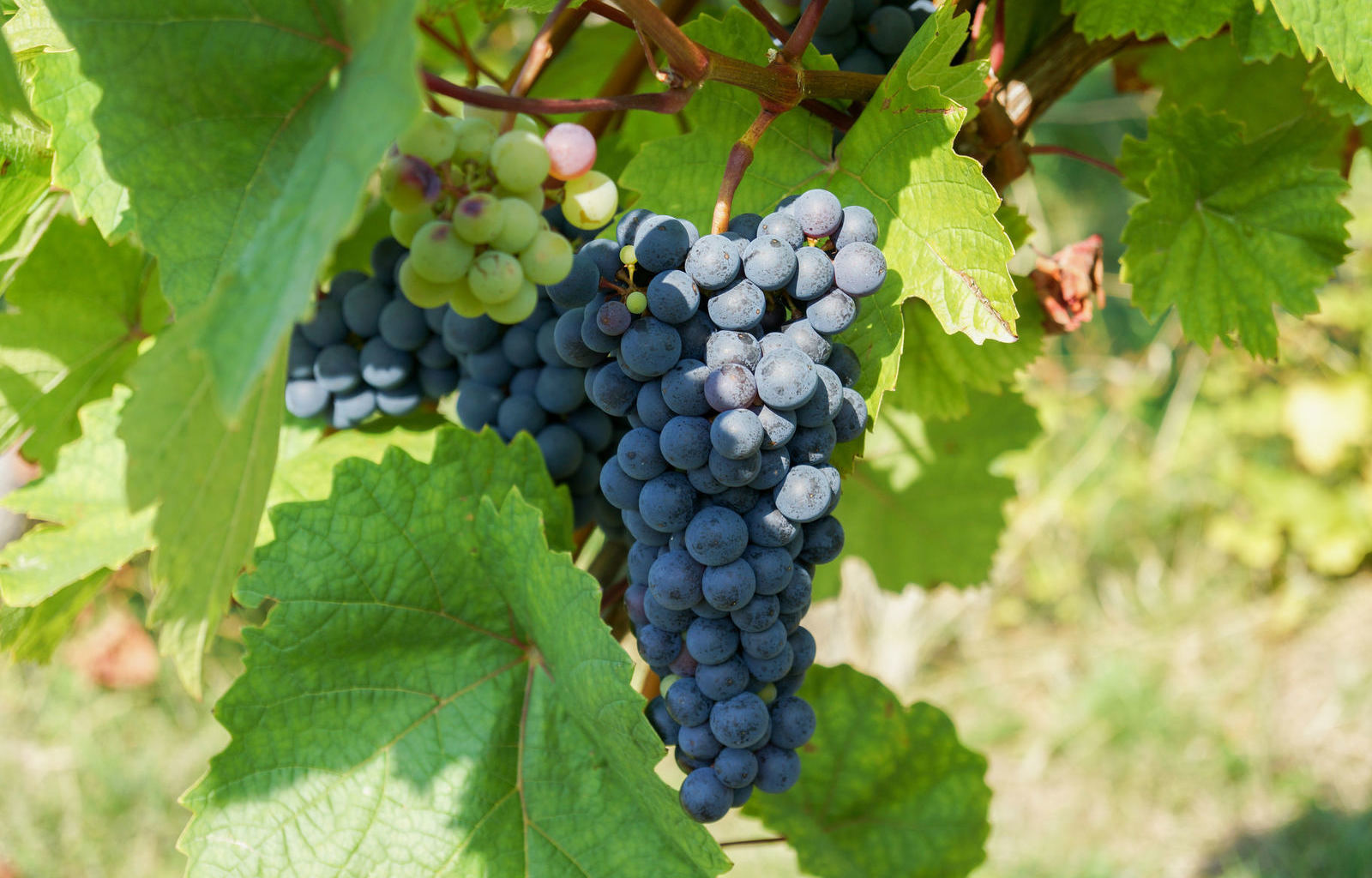 weinreben_dsc00653_meier