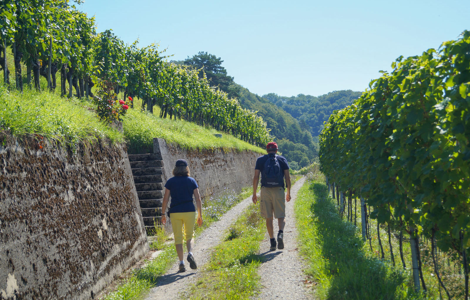 wanderung-in-weinbergen_dsc054 56_meier